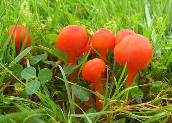 A group of Hygrocybe helobia waxcaps