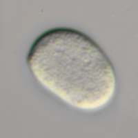 Spore of Hygrocybe intermedia