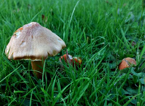 Hygrocybe intermedia, Fibrous Waxcap, southern England