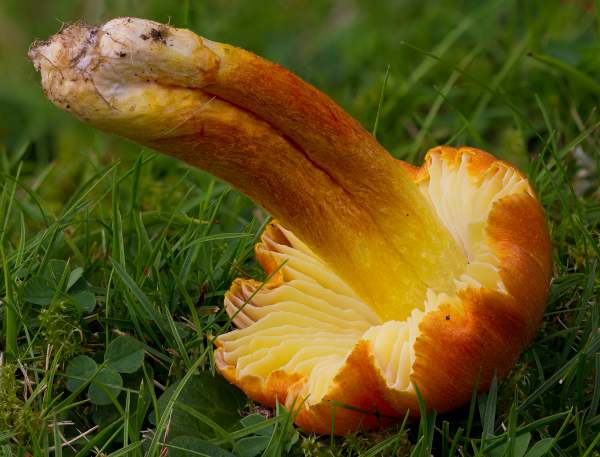 Fibrous Waxcap Hygrocybe intermedia showing gills and stem