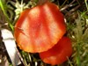 Hygrocybe miniata - Vermillion Waxcap