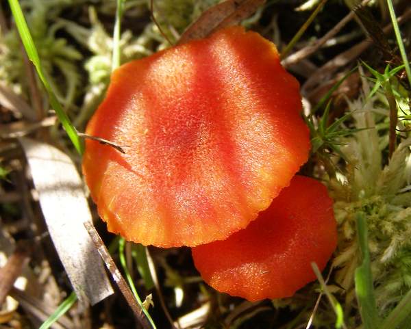 Hygrocybe miniata, young caps but definitely not worth collecting to eat