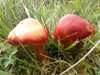 Hygrocybe punicea - Crimson Waxcap