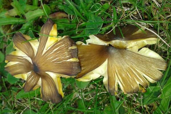 Hygrocybe spadicea - Date Waxcaps, Cardiff