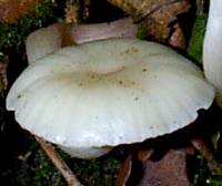 Cap of Hygrophorus eburneus, Ivory Woodwax