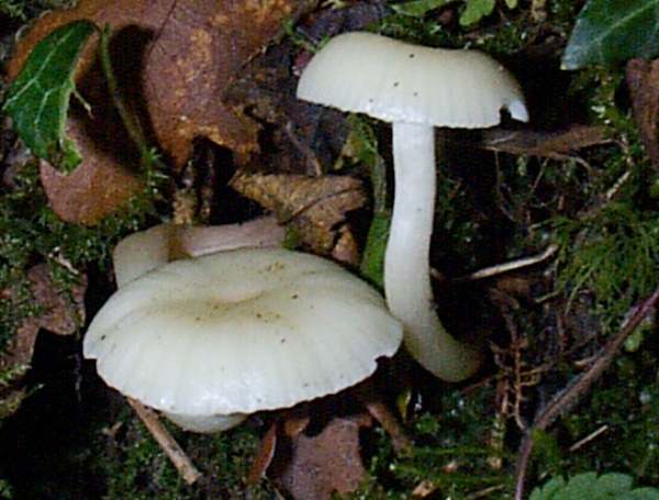 Hygrophorus eburneus, England