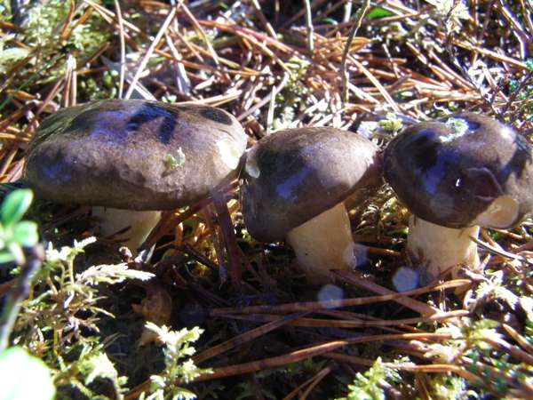 Hygrophorus hypothejus - Herald of Winter, Caledonian Forest, central Scotland
