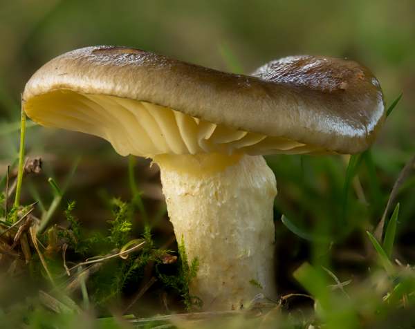 Hygrophorus hypothejus - Herald of Winter, Caledonian Forest, New Forest, Hampshire