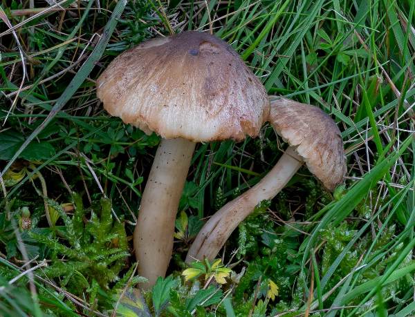 Neohygrocybe ingrata - Dingy Waxcap