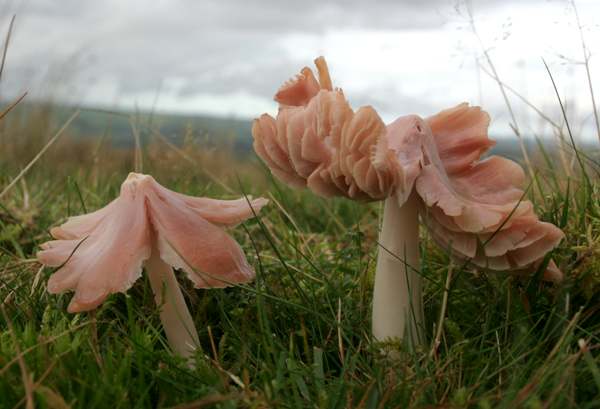 Pink Waxcaps in West Wales