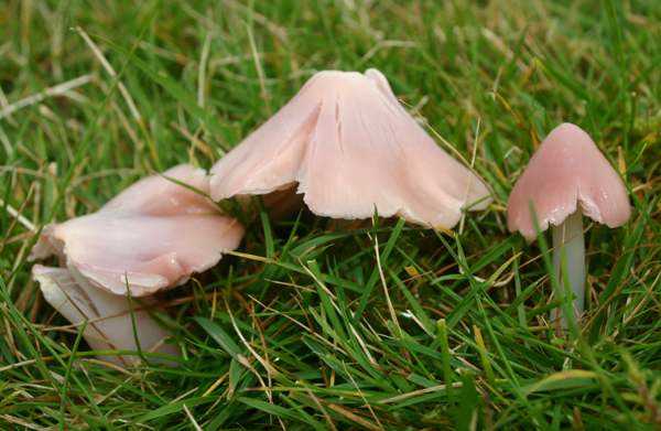 Pink Waxcaps on Llanllwni Mountain, Carmarthenshire