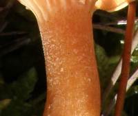 Stem of Hygrophoropsis aurantiaca, False Chanterelle