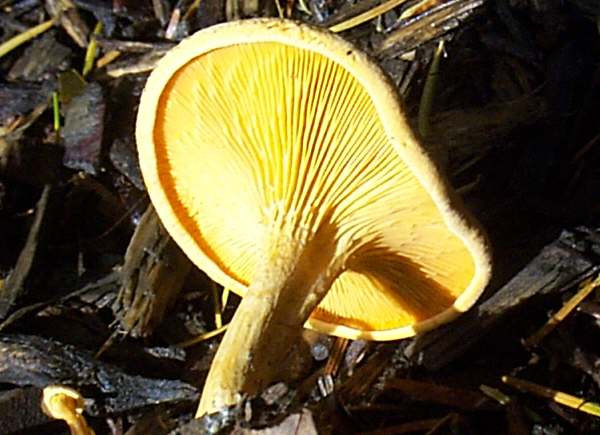 Hygrophoropsis aurantiaca, Sweden