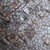 Hymenochaete rubiginosa, closeup of fertile surface