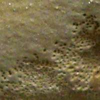 Fertile surface of Phellinus igniarius