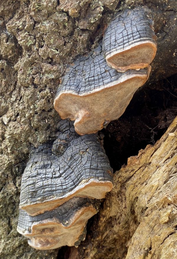 Phellinus igniarius, Willow Barcket in the Lake District, UK