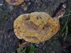 Pseudoinonotus dryadeus - Oak Polypore
