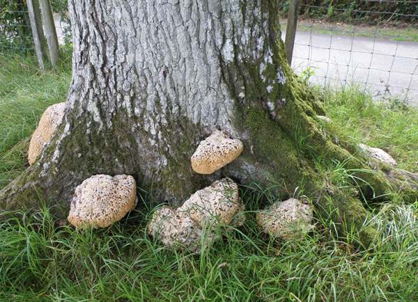 Pseudoinonotus dryadeus, Oak Polypores at the base of an old oak in North Wales