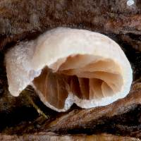 Cap of Crepidotus cesatii
