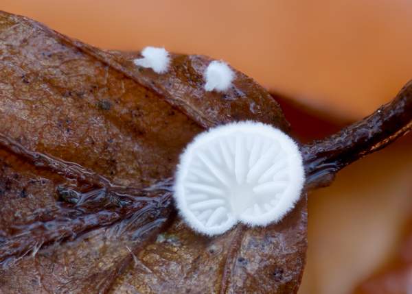 Crepidotus epibryus on a dead leaf