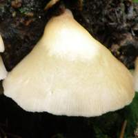 Caps of Crepidotus mollis, the Peeling Oysterling