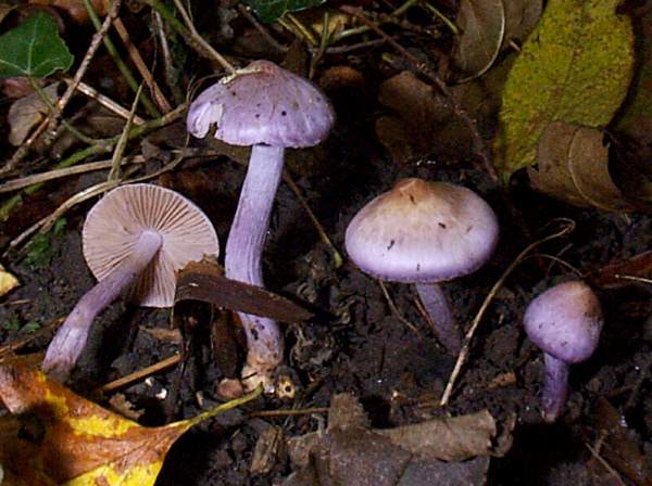 Inocybe geophylla var lilacina - Lilac Fibrecap