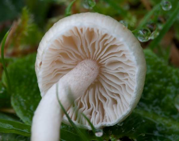 Inocybe geophylla - White Fibrecap, Hampshire