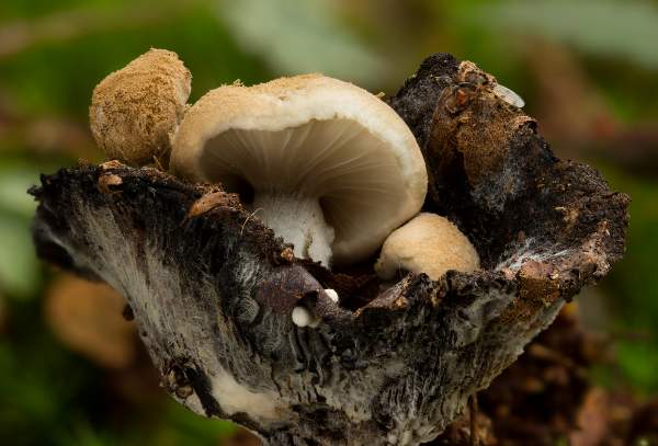 Asterophora lycoperdoides, Powdery Piggyback mushroom