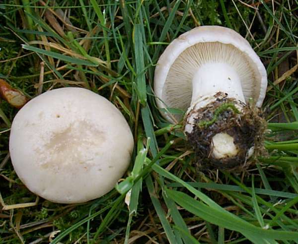 Calocybe gambosa - St George's Mushroom, southern England