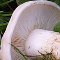 Gills of Calocybe gambosa - St George's Mushroom