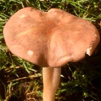 Cap and stem of Pink Domecap, Rugosomyces carneus