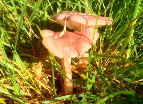 Pink Domecap, Rugosomyces carneus, southern England