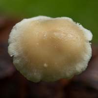 Cap of Baeospora myosura