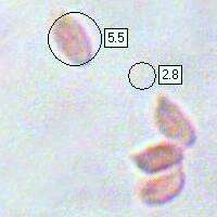 Spores of Gymnopus confluens