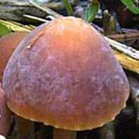 Cap of Macrocystidia cucumis