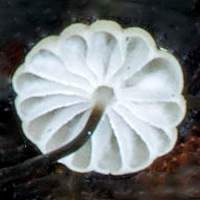 Gills of Marasmius bulliardii