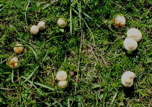 A young Fairy Ring