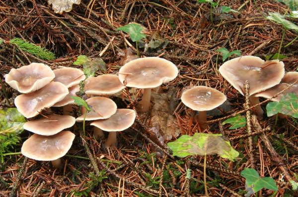 Rhodocollybia butyracea - Butter Cap, North Pembrokeshire