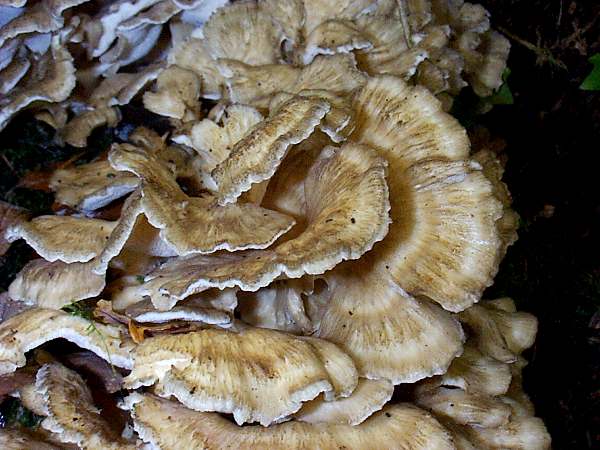 Grifola frondosa - Hen of the Woods, New Forest, southern England