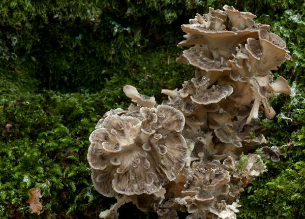 Grifola frondosa - Hen of the Woods, New Forest, New Forest, southern England