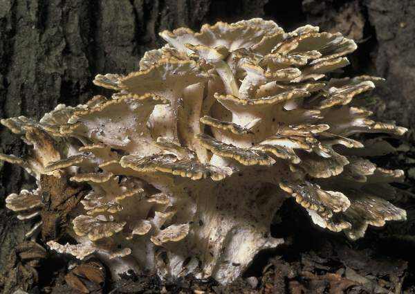 Grifola frondosa - Hen of the Woods, by Rob Evans