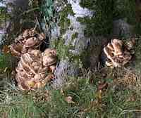 Giant Polypore fungi at the base of a beech tree