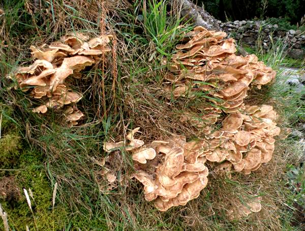 Meripilus giganteus, Giant Polypore, on the roots of a Beech tree in Wales