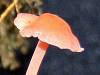 Atheniella (formerly Mycena) adonis, Scarlet Bonnet