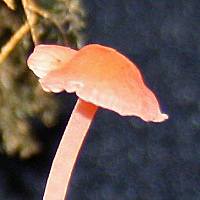 Cap of Atheniella adonis