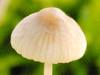 Atheniella (formerly Mycena) flavoalba, Ivory Bonnet