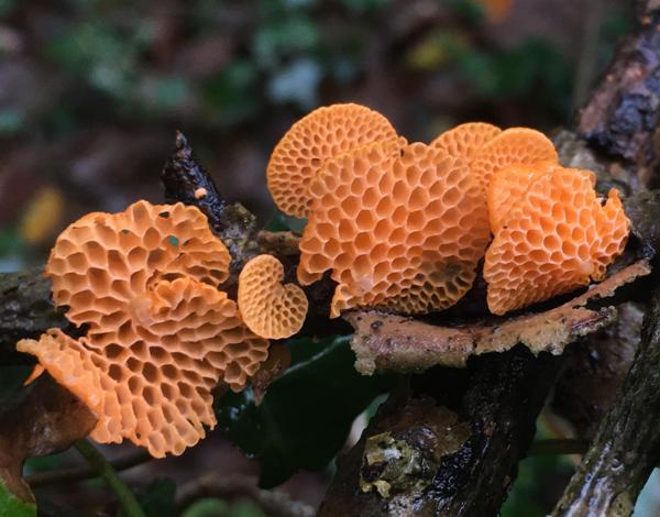 Favolaschia claudopus, Orange Porecap, Cornwall, England
