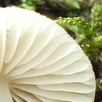 Gills of Mycena arcangeliana, Angel's Bonnet mushroom