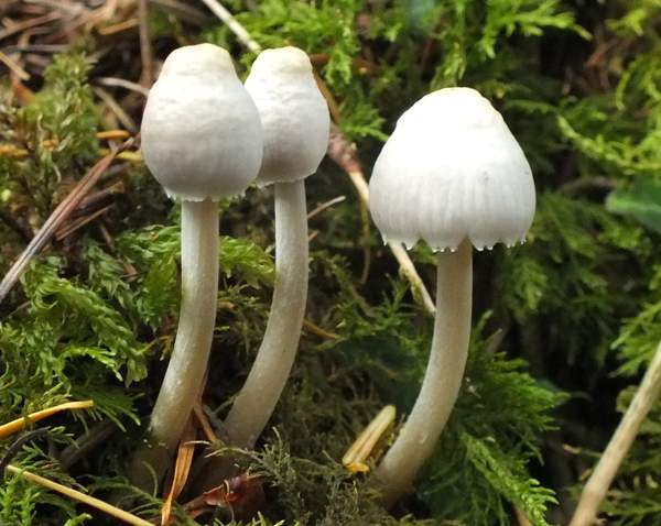 Young Angel's Bonnet mushrooms, Wales UK