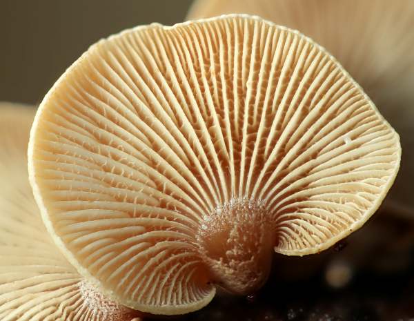 Cross-veined gills of Penellus stipticus, Bitter Oysterling